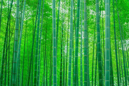 竹子