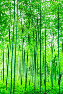 竹林