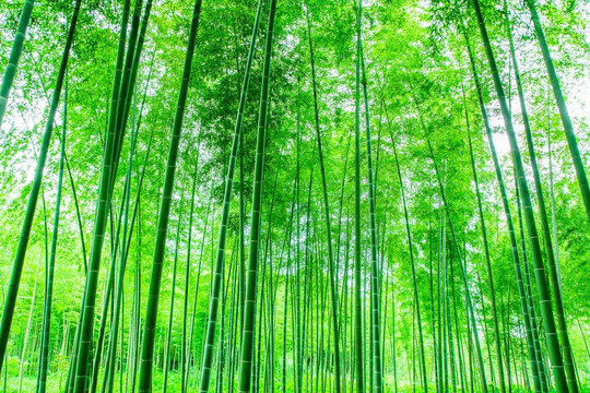 竹林