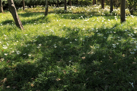 一片野花野草清新花葱莲玉帘葱兰