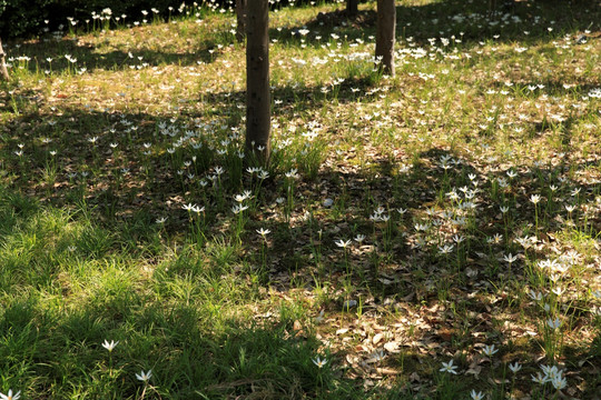 一片野花野草清新花葱莲玉帘葱兰