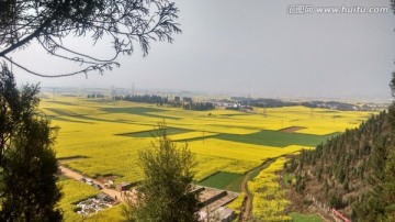 罗平油菜花