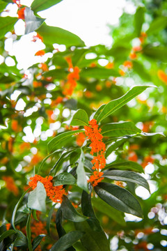 桂花 桂花树