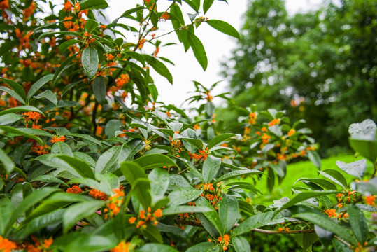 桂花 桂花树