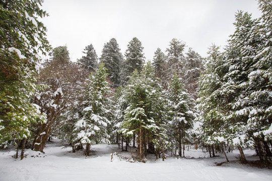 雪中树林