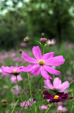 格桑花