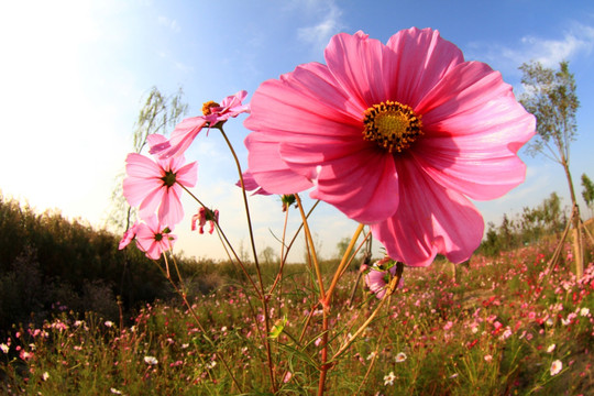 格桑花