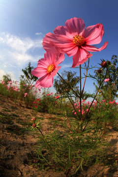 格桑花