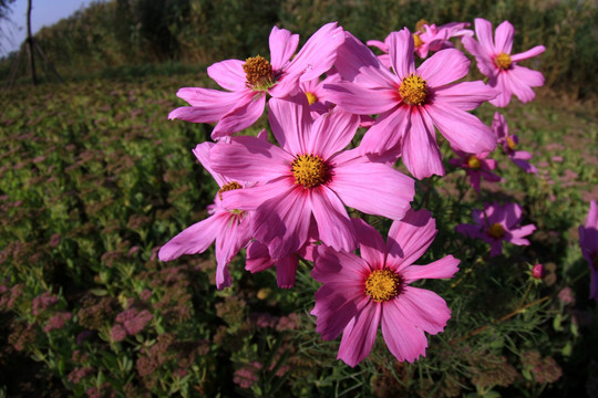 格桑花