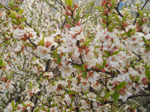 桃花 樱花 梨花