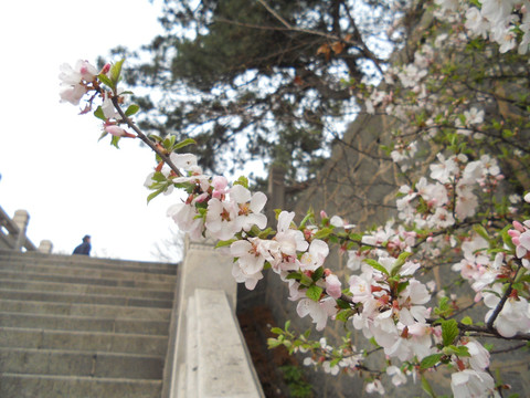 桃花 樱花 梨花