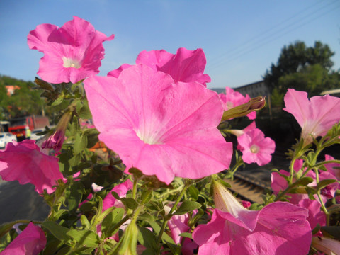 矮牛花 牵牛花 喇叭花 碧冬茄