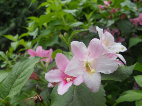 海仙花