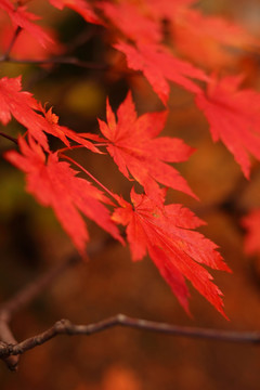 枫叶 秋天 红色 红叶 自然