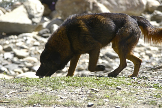 中国土狗 家犬