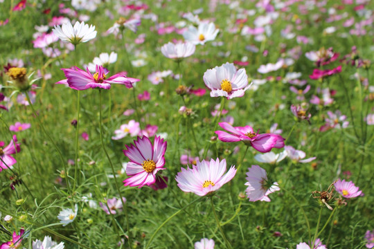 蝴蝶花