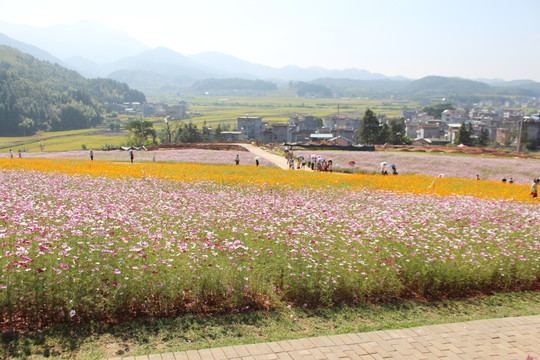 乡野花海