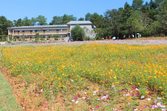 农村花海