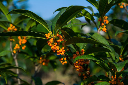 桂花树