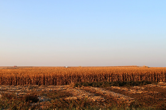 秋天的田野 玉米地