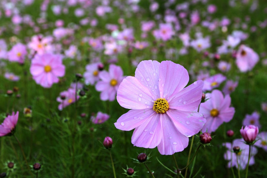 阳光下的波斯菊 格桑花