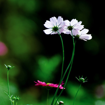 格桑花