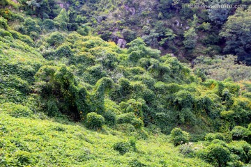 青岛珠山国家森林公园植被