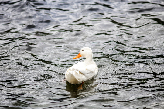 哈尔施塔特湖野鸭