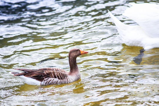 哈尔施塔特湖灰褐色野鸭