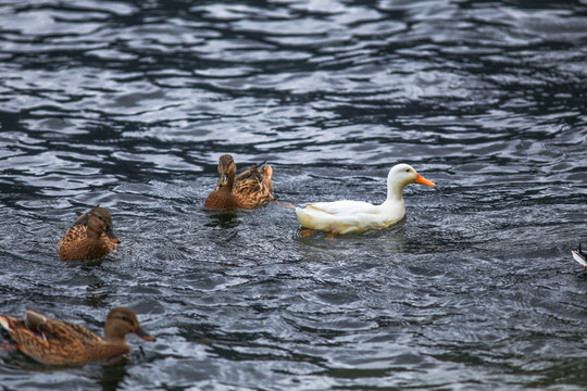哈尔施塔特湖灰褐色野鸭