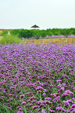 马鞭草