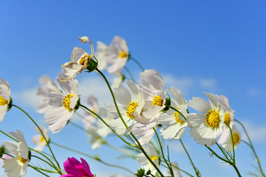 格桑花