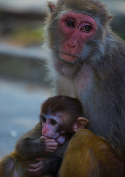 猴子 母爱