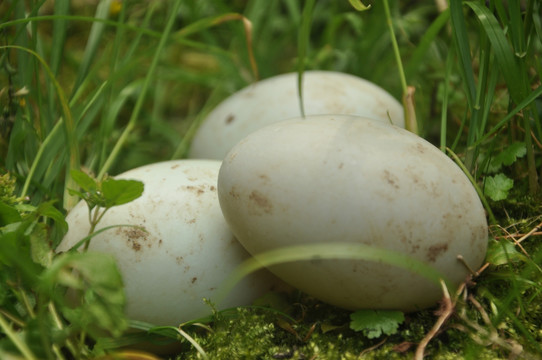 蛋 蛋类 鹅蛋 白鹅蛋 草丛