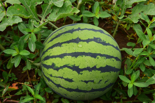 西瓜种植