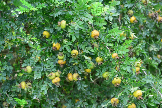 野生刺梨果