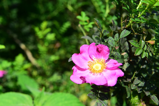 刺梨花