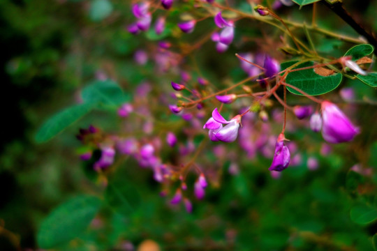 香花崖豆藤 鸡血藤 紫红色野花