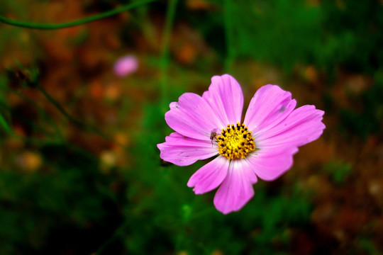 波斯菊 格桑花 秋英 紫红色花