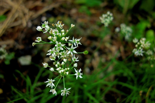 韭菜花 白色小花