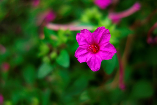 紫茉莉 紫红色花 观赏花卉