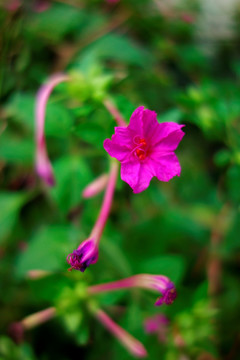 紫茉莉 紫红色花 胭脂花