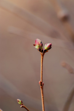 嫩芽