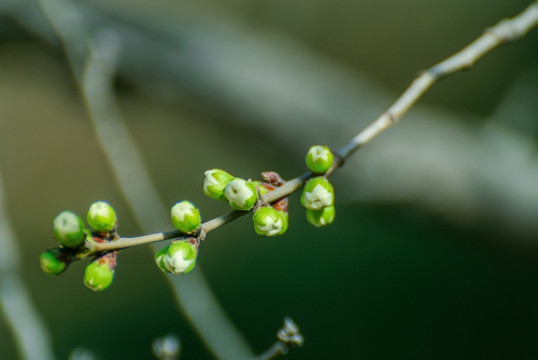 绿色花蕾