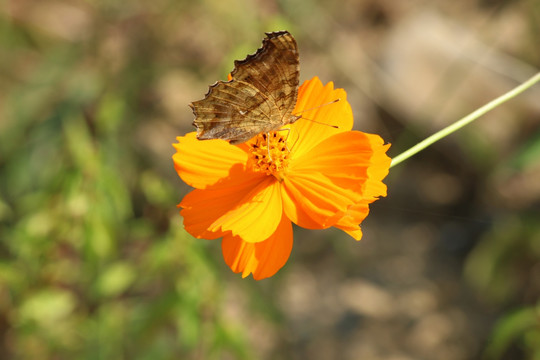 花 花卉 格桑花 蝴蝶 鲜花