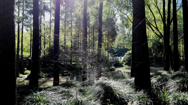 林中蜘蛛网