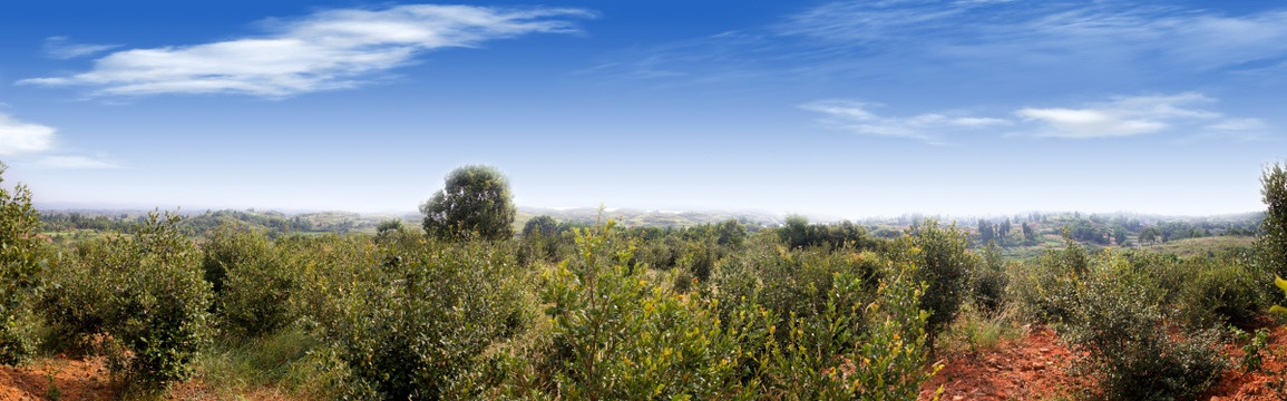 山茶油基地全景