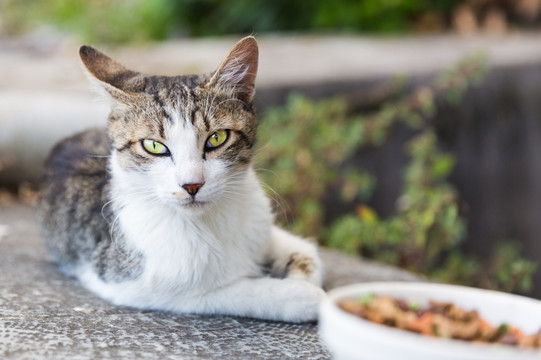 小花猫