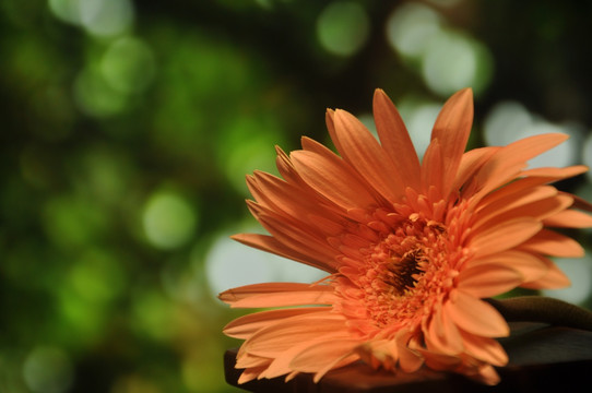 橘色 菊花 雏菊 光圈 背景