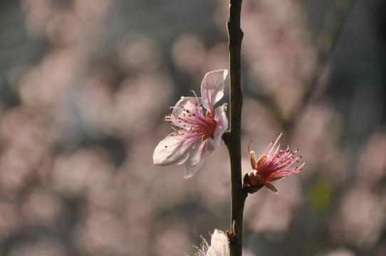 桃花 花瓣 粉色 粉色花瓣 花